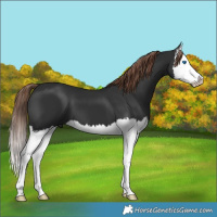 Horse Color:Liver Chestnut Splash 