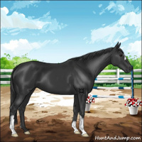 Horse Color:Black 