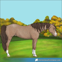 Horse Color:Classic Champagne 