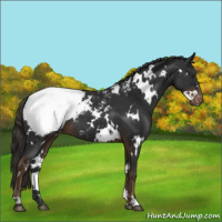 Horse Color:White Spotted Liver Chestnut Appaloosa 