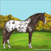 Horse Color:Liver Chestnut Sabino Appaloosa 