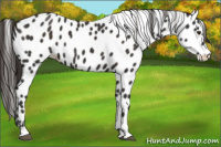 Horse Color:Liver Chestnut Sabino Appaloosa 