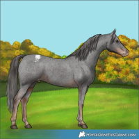 Horse Color:Liver Chestnut Appaloosa 