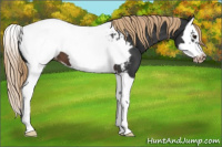 Horse Color:Liver Chestnut Splash Frame Snowcap 