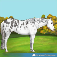 Horse Color:Liver Chestnut Sabino Blanket 