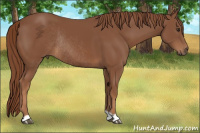 Horse Color:Chestnut Rabicano 
