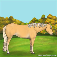 Horse Color:Palomino 