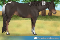 Horse Color:Liver Chestnut Tobiano 