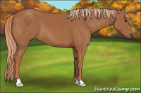 Horse Color:Chestnut 