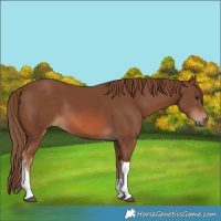 Horse Color:Chestnut Tobiano Rabicano