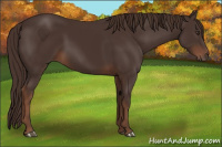 Horse Color:Liver Chestnut Rabicano 