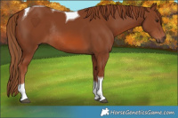 Horse Color:Chestnut Tobiano Rabicano 