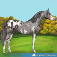 Horse Color:Liver Chestnut Sabino Appaloosa 