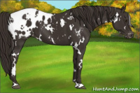 Horse Color:White Spotted Liver Chestnut Appaloosa 