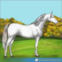 Horse Color:Liver Chestnut Near Fewspot