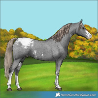 Horse Color:Liver Chestnut Sabino Appaloosa 