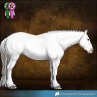 Horse Color:Brown Roan Sabino Appaloosa 