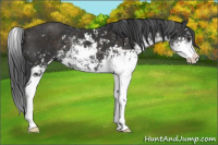 Horse Color:Liver Chestnut Sabino 