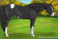 Horse Color:Liver Chestnut Sabino Appaloosa 