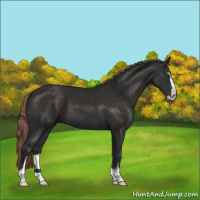 Horse Color:Liver Chestnut Sabino 