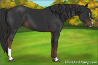 Horse Color:Liver Chestnut Sabino 