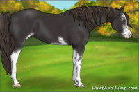 Horse Color:Liver Chestnut Sabino 