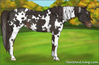 Horse Color:White Spotted Liver Chestnut Appaloosa 