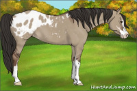 Horse Color:Liver Red Dun Sabino Appaloosa 