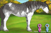 Horse Color:Blue Roan Splash Appaloosa Rabicano 