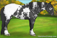 Horse Color:White Spotted Blue Roan Appaloosa 