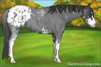 Horse Color:Blue Roan Sabino Appaloosa