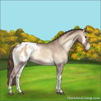 Horse Color:Red Dun Roan Onyx Appaloosa 