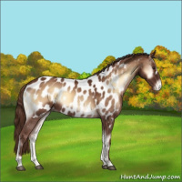 Horse Color:Red Onyx Near Leopard 