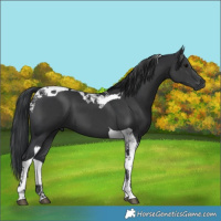 Horse Color:Black Tobiano 