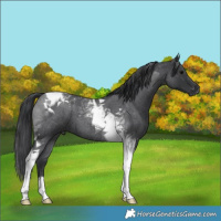 Horse Color:Blue Roan Tobiano 