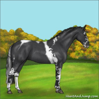 Horse Color:Blue Roan Splash Tobiano 
