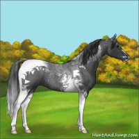Horse Color:Blue Roan Tobiano 