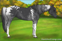 Horse Color:Blue Roan Tobiano 