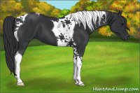 Horse Color:Black Tobiano 