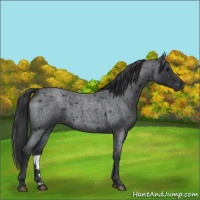 Horse Color:Blue Roan 