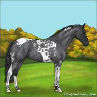 Horse Color:Blue Roan Tobiano 