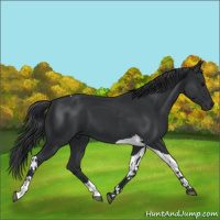 Horse Color:Black Tobiano 
