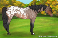 Horse Color:Bay Roan Near Leopard 