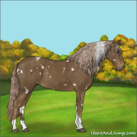 Horse Color:White Spotted Chocolate Palomino Tobiano Rabicano
