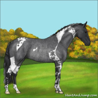 Horse Color:Blue Roan Tobiano Rabicano 