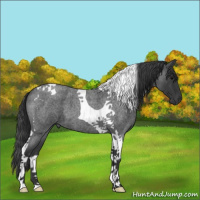 Horse Color:Blue Roan Tobiano 