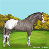 Horse Color:Liver Red Roan Splash Appaloosa