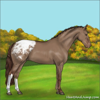 Horse Color:Liver Red Dun Appaloosa 