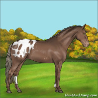 Horse Color:Liver Chestnut Mushroom Appaloosa 