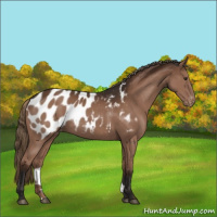 Horse Color:Liver Chestnut Appaloosa Rabicano 
